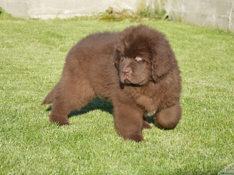 Фото: ньюфаундленд C'Нежная Вьюга Глоуинг Харт (S'Nezhnaya Vjuga Glowing Hart)