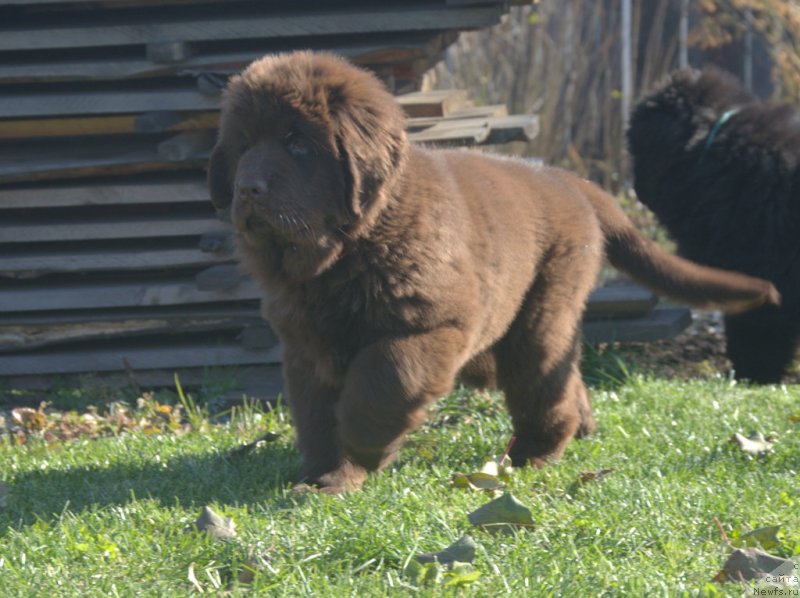 Фото: ньюфаундленд С'Нежная Вьюга Голден Пуриссима (S'Nezhnaya Vjuga Golden Purissima)