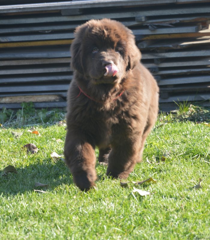 Фото: ньюфаундленд С'Нежная Вьюга Голден Пуриссима (S'Nezhnaya Vjuga Golden Purissima)