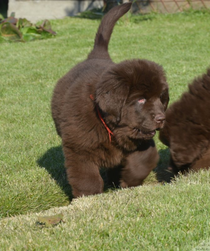 Фото: ньюфаундленд С'Нежная Вьюга Голден Пуриссима (S'Nezhnaya Vjuga Golden Purissima)
