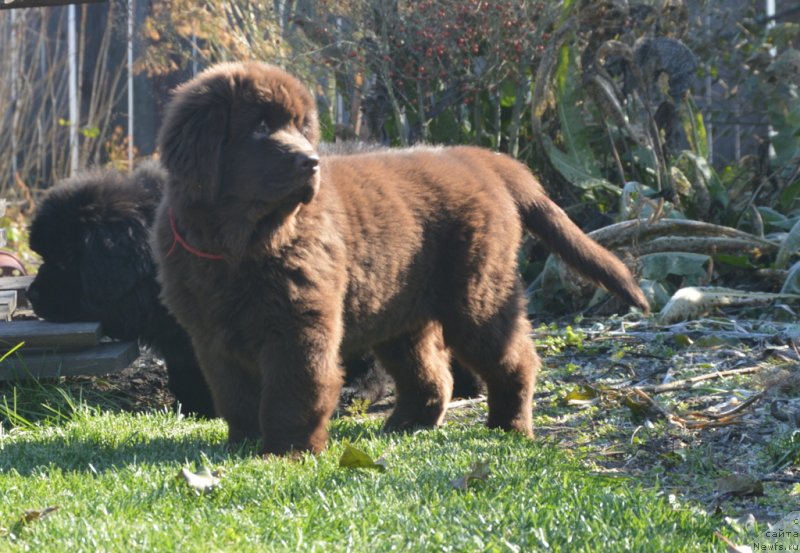 Фото: ньюфаундленд С'Нежная Вьюга Голден Пуриссима (S'Nezhnaya Vjuga Golden Purissima)
