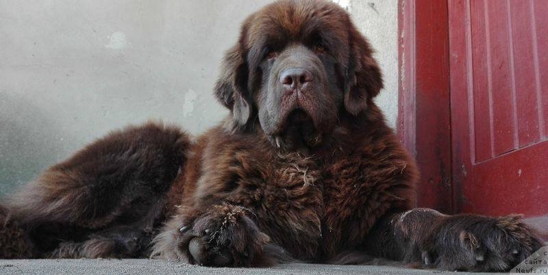 Фото: ньюфаундленд Браунблад МСК Армата Лойар Аид (Brownblood MSK Armata Loyar Aid)