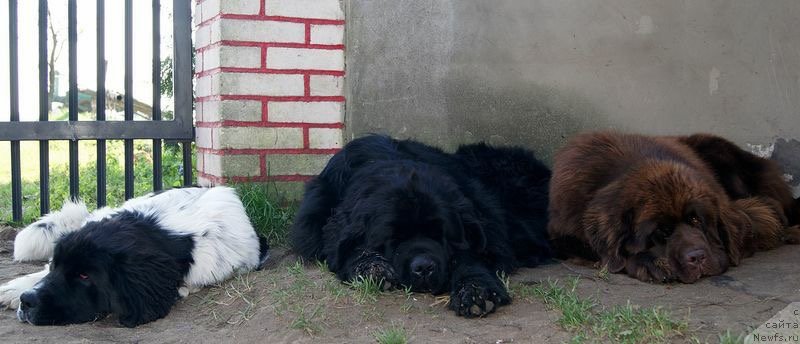 Фото: ньюфаундленд Браунблад МСК Армата Лойар Аид (Brownblood MSK Armata Loyar Aid)