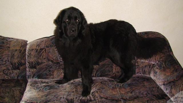 Фото: ньюфаундленд Жанна Д'Арк Пэйв Блэк (Zhanna D'Ark Peyv Black)