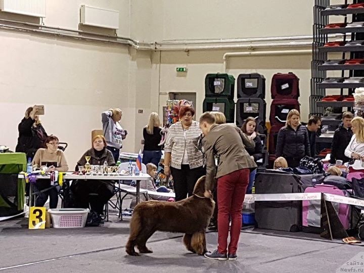 Фото: ньюфаундленд Браунблад МСК Альпина Гуардиан Соул (Brownblood MSK Alpina Guardian Soul)