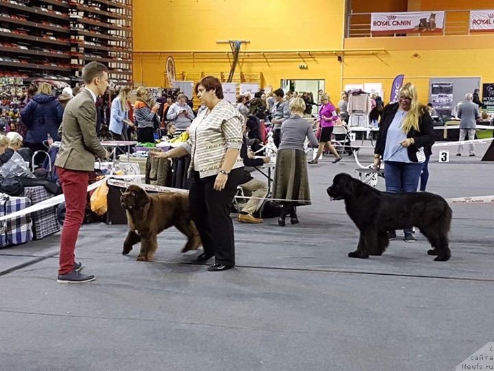 Фото: ньюфаундленд Браунблад МСК Альпина Гуардиан Соул (Brownblood MSK Alpina Guardian Soul)