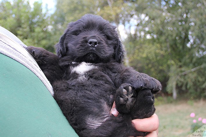 Фотография № 230818