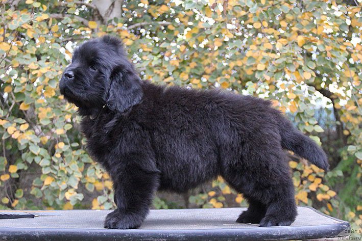 Фотография № 230820