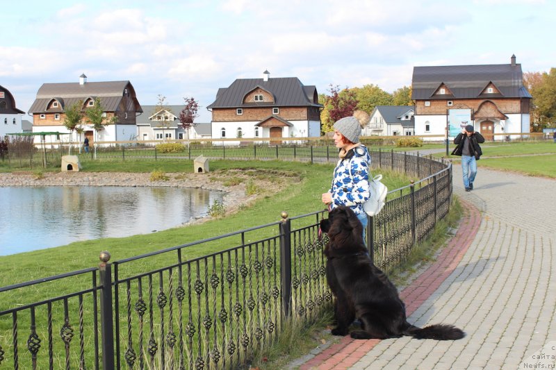 Фото: ньюфаундленд Браунблад MCК Лави Нэман (Brownblood MSK Lavy Neman), Александра Васина