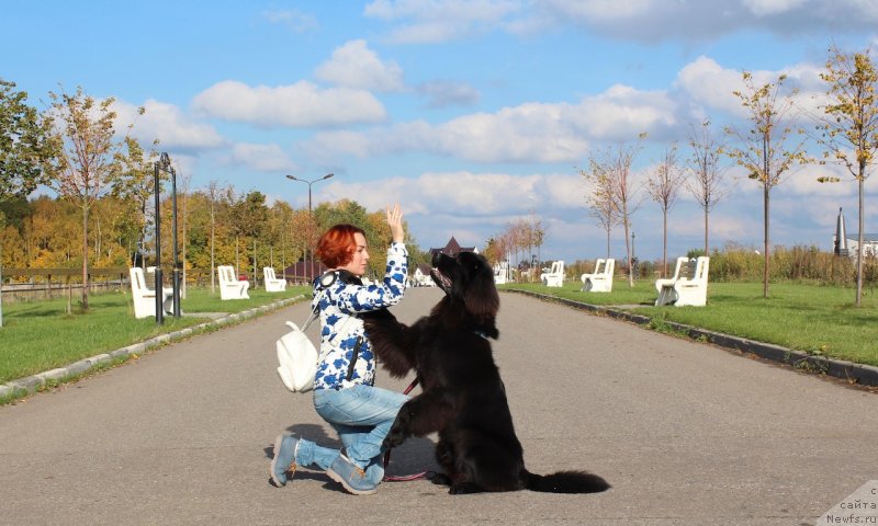 Фото: ньюфаундленд Браунблад MCК Лави Нэман (Brownblood MSK Lavy Neman), Александра Васина