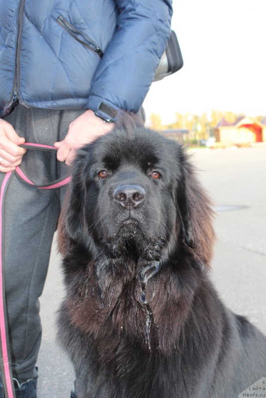 Фото: ньюфаундленд Браунблад MCК Лави Нэман (Brownblood MSK Lavy Neman)