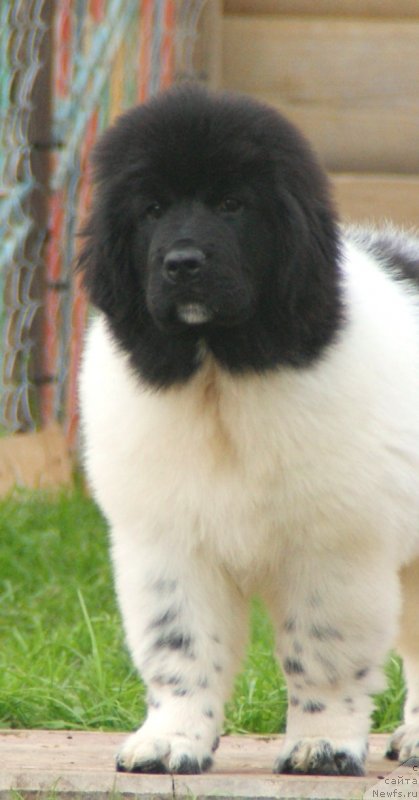 Фото: ньюфаундленд Сноу Викинг Белла