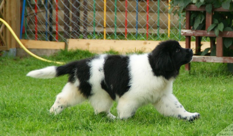 Фото: ньюфаундленд Сноу Викинг Белла