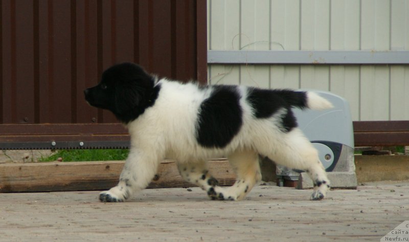 Фото: ньюфаундленд Сноу Викинг Белла