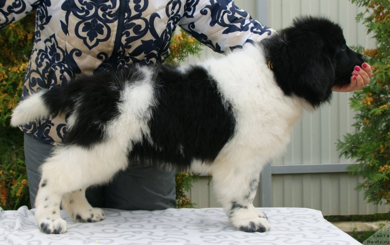 Фото: ньюфаундленд Сноу Викинг Белла