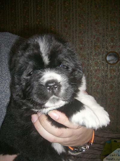 Фото: ньюфаундленд Супер Бизон Гера