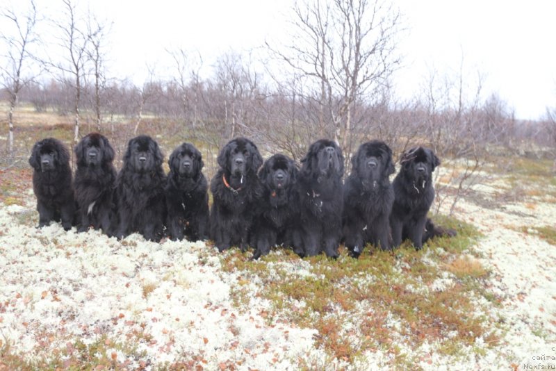 Фото: Элли, ньюфаундленд Neretum Tribe Xagrid, ньюфаундленд Fortuna of Giant's Island, ньюфаундленд Анабелле Квин оф зэ Моунтайнс, ньюфаундленд Глория Гранд Блек, ньюфаундленд Янтарная Мечта, ньюфаундленд Бегущая по Волнам Зеро Коол, ньюфаундленд King of Helluland You Shock Me, ньюфаундленд Даймонд Кинг
