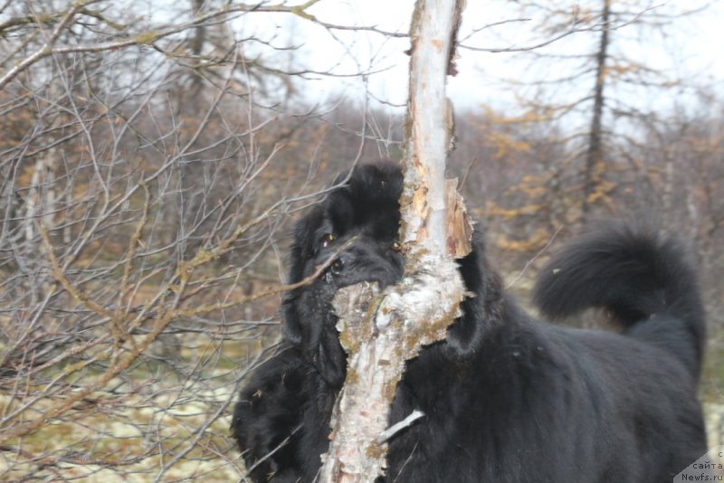 Фото: ньюфаундленд Даймонд Кинг