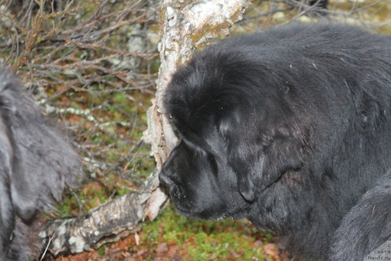 Фото: ньюфаундленд Даймонд Кинг