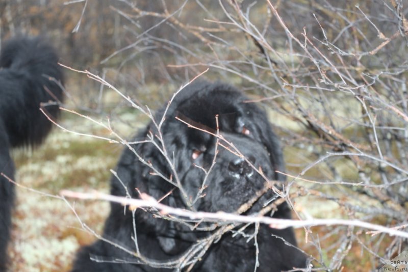 Фото: ньюфаундленд Янтарная Мечта