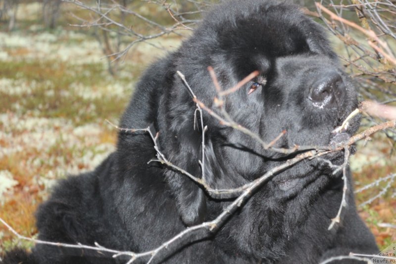 Фото: ньюфаундленд Янтарная Мечта