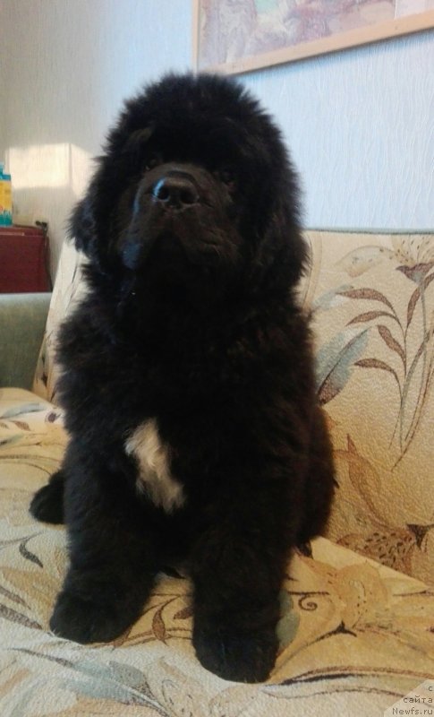 Фотография № 230836