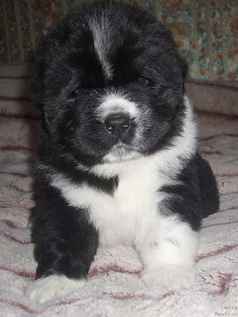 Фото: ньюфаундленд Супер Бизон Гера