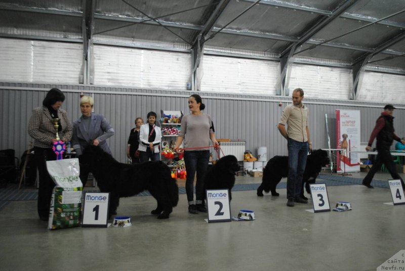 Фото: ньюфаундленд Черный Балу Ипполит Денович, ньюфаундленд Черный Балу Евита Леона, ньюфаундленд Черный Балу Лорд-Канцлер (Cherniy Balu Lord-Kantsler)