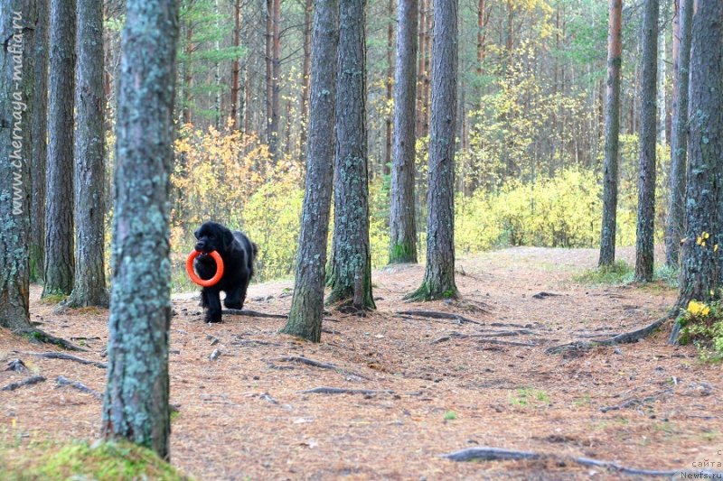 Фотография № 230853