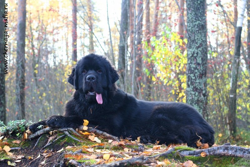 Фотография № 230855