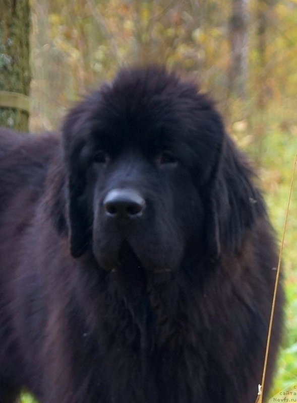 Фото: ньюфаундленд Флюфи Аваланч Веят (Fluffy Avalanch Veyat)