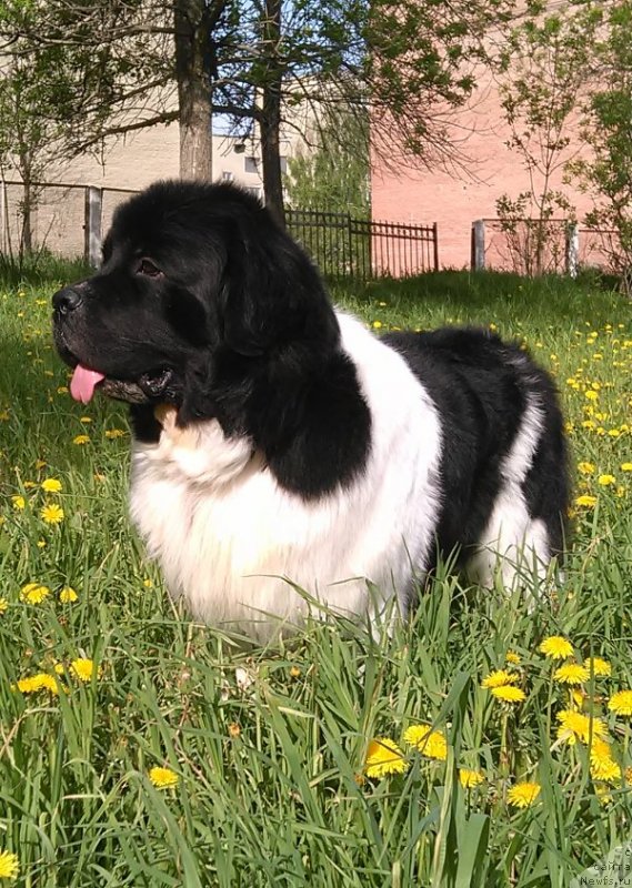 Фото: ньюфаундленд Гордон Инг'л Перикльз фром Рашн Беар