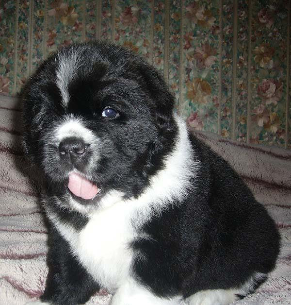 Фото: ньюфаундленд Супер Бизон Гера