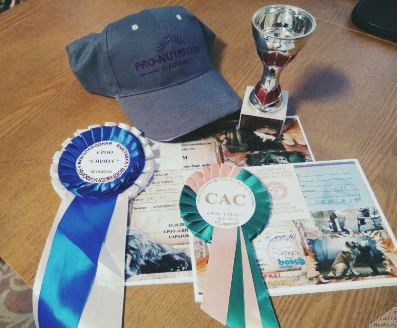 Фото: ньюфаундленд Черный Балу Зазноба Души Моей