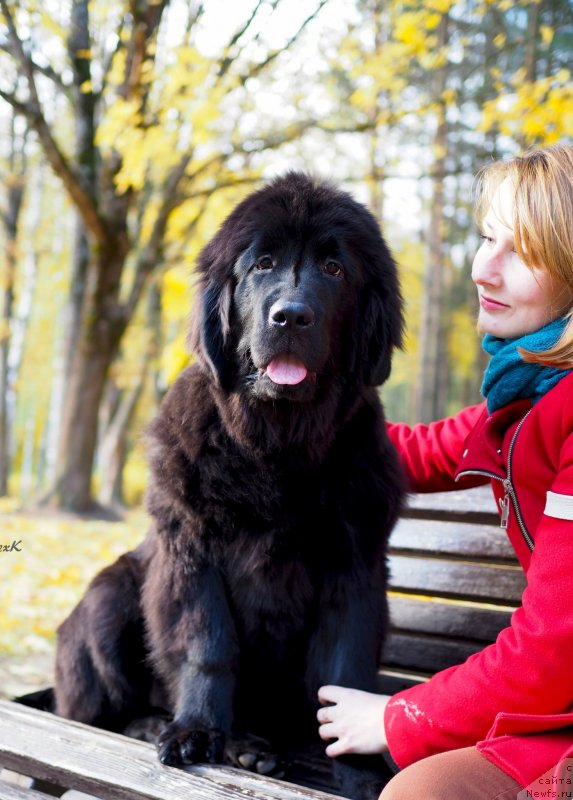 Фото: ньюфаундленд Харикейн Клеопатра