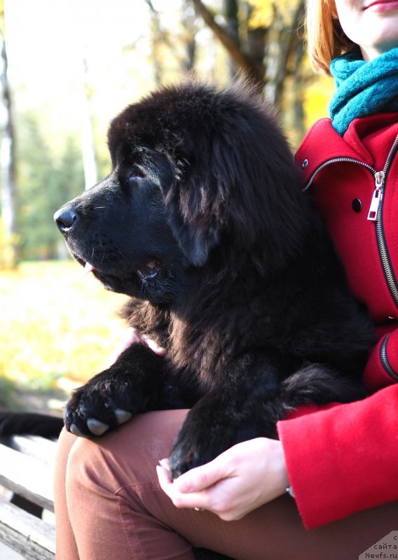 Фото: ньюфаундленд Харикейн Клеопатра