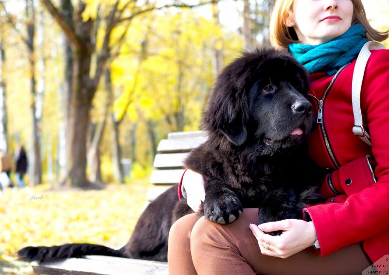 Фото: ньюфаундленд Харикейн Клеопатра