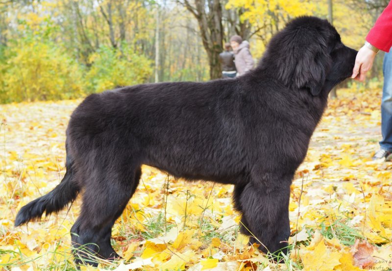 Фото: ньюфаундленд Харикейн Клеопатра