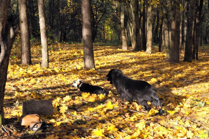 Фото: ньюфаундленд Харикейн Клеопатра