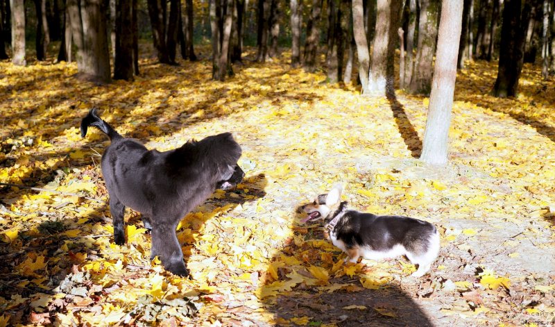 Фото: ньюфаундленд Харикейн Клеопатра