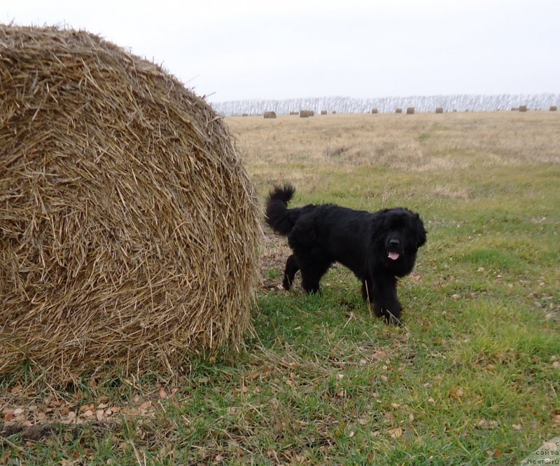 Фото: ньюфаундленд Увертюра Тоянская из Тихого Омута
