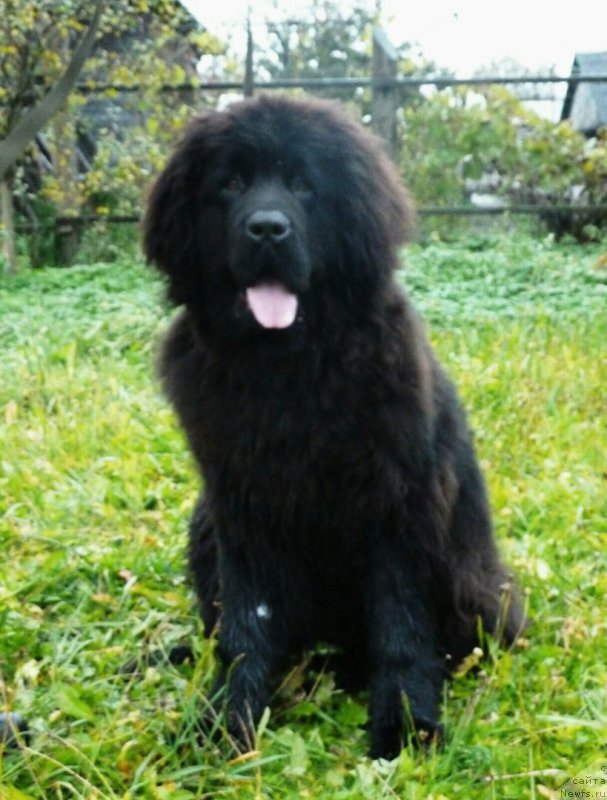 Фото: ньюфаундленд Интер Фоллоу зе Болл