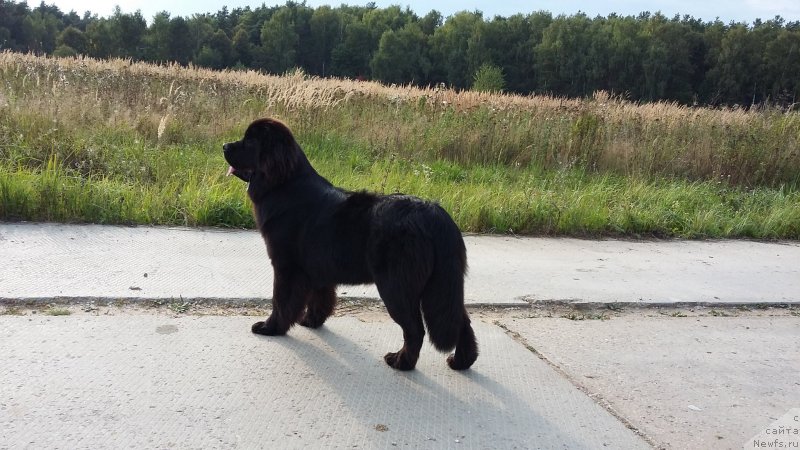 Фото: ньюфаундленд Паола Солнце