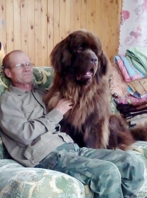 Фото: ньюфаундленд Браунблад МСК Сидни Свитин Санлайт