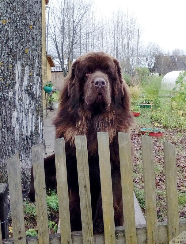 Фото: ньюфаундленд Браунблад МСК Сидни Свитин Санлайт