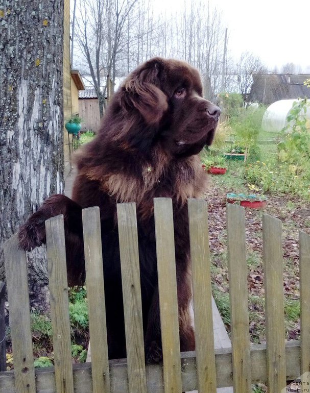 Фото: ньюфаундленд Браунблад МСК Сидни Свитин Санлайт