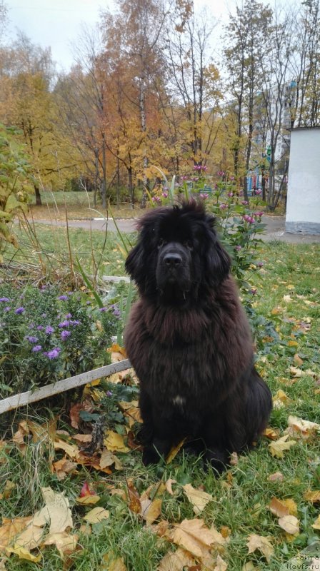 Фото: ньюфаундленд Ньюфорт Аманда Блум (Njufort Amanda Blum)