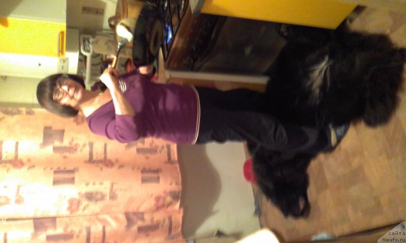 Фото: ньюфаундленд Акватория Келвин Злата