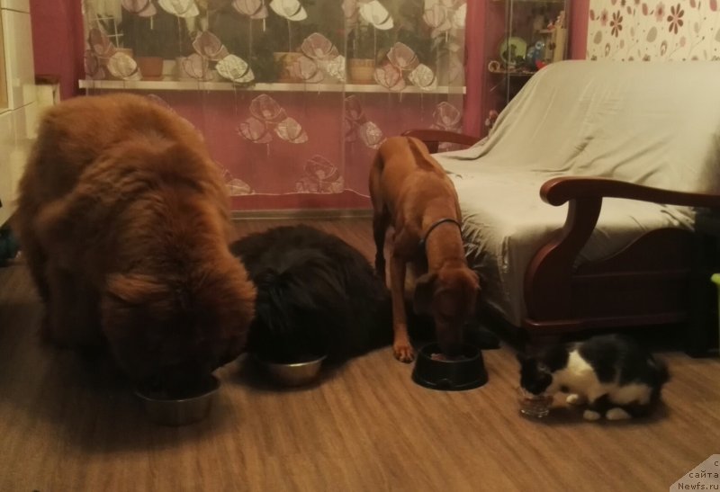 Фотография № 230896