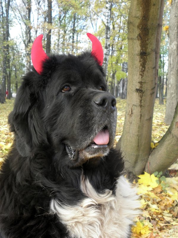 Фото: ньюфаундленд Старбимовлав Гардемарин